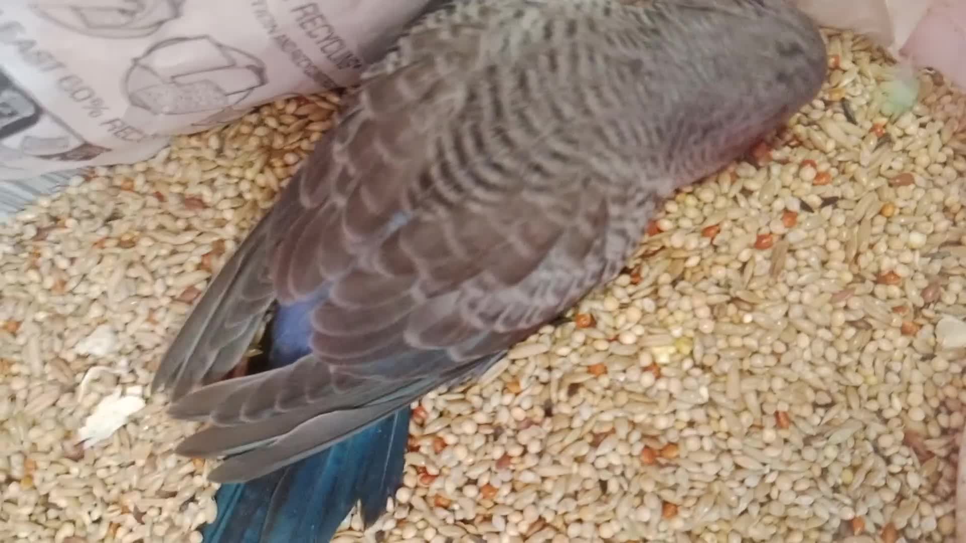 Budgerigars birds for sale: Black face blackwing violet budgie for sale  - Video 1