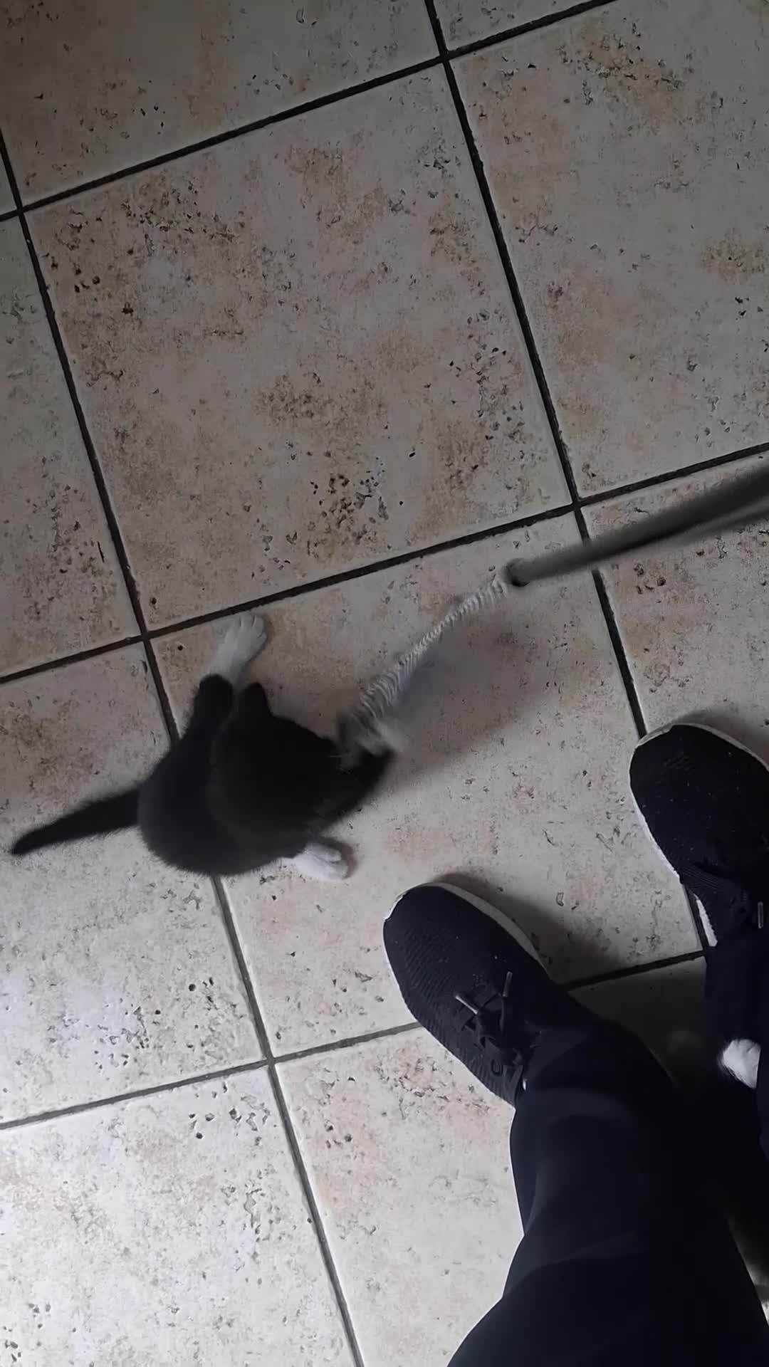 Mixed Breed cats for sale: Kittens up for Adoption  - Video 1