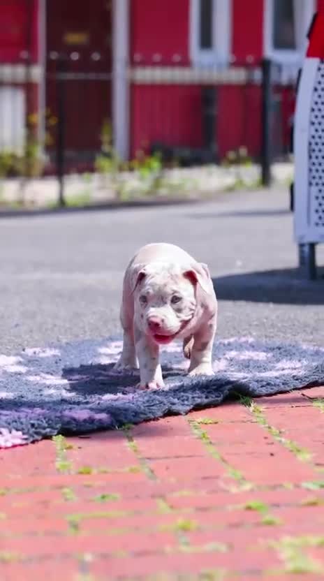 American Bully dogs for sale: POCKET BULLY PUPS AVAILABLE 🩷 - Video 1