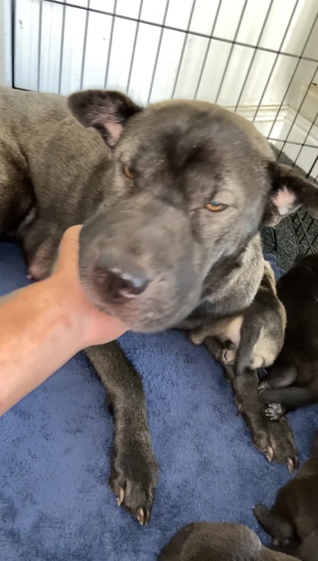 Mixed Breed dogs for sale: ⭐️Stunning Shar pei pups⭐️ - Video 2