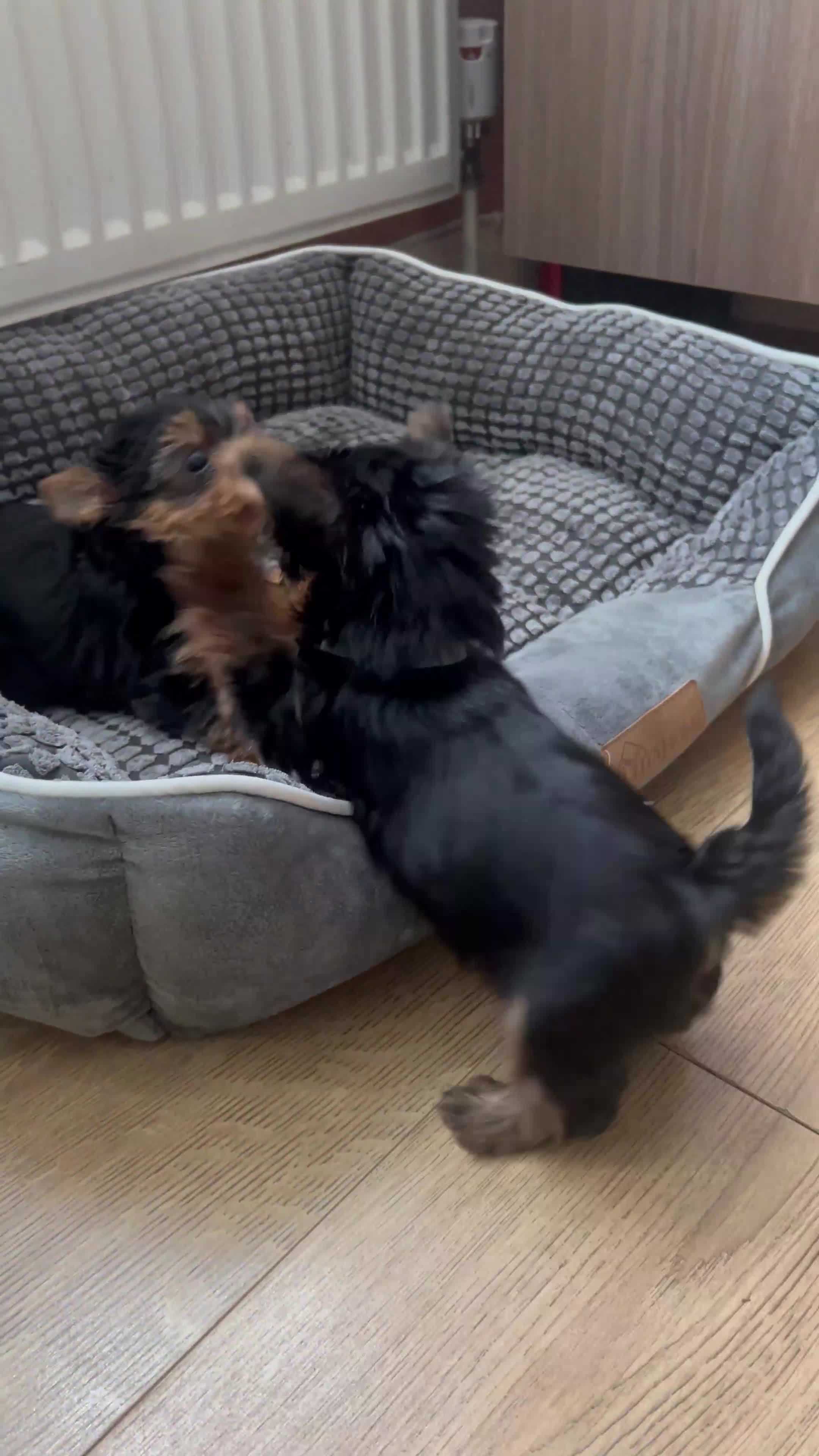 Yorkshire Terrier dogs for sale: Baby face mini pedigree YORKIE pups - Video 3