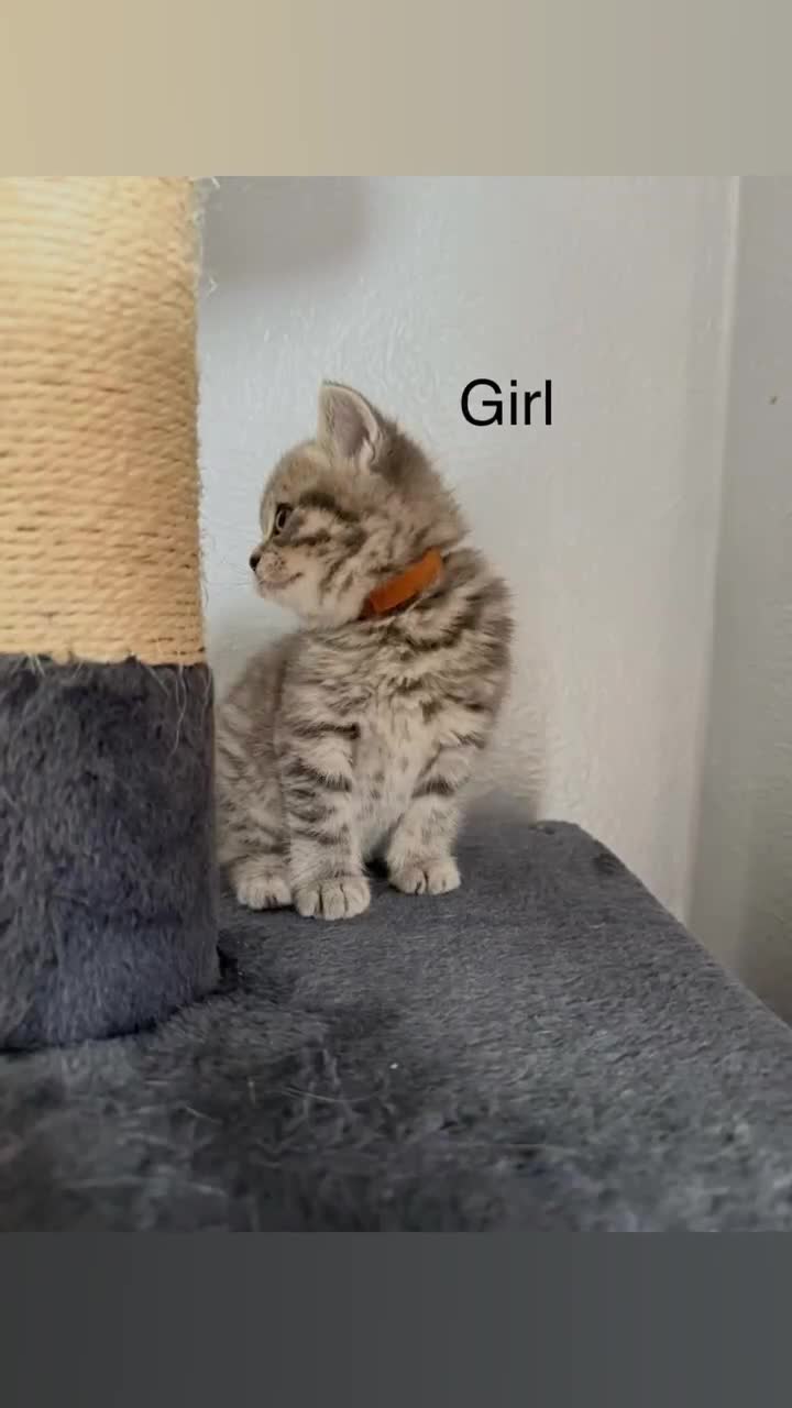 Scottish Fold cats for sale: scottish fold kittens  - Video 1