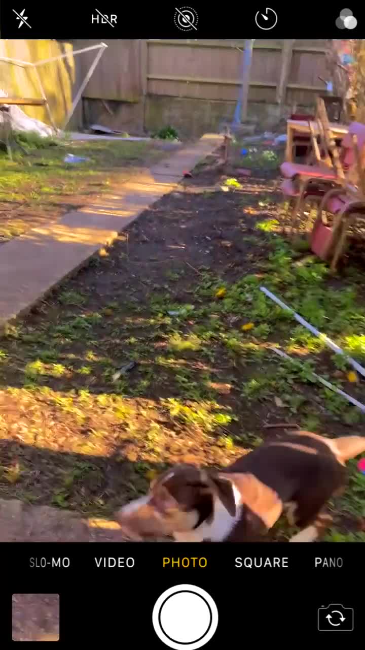 Mixed Breed dogs for sale: Gigi Valton - Video 2