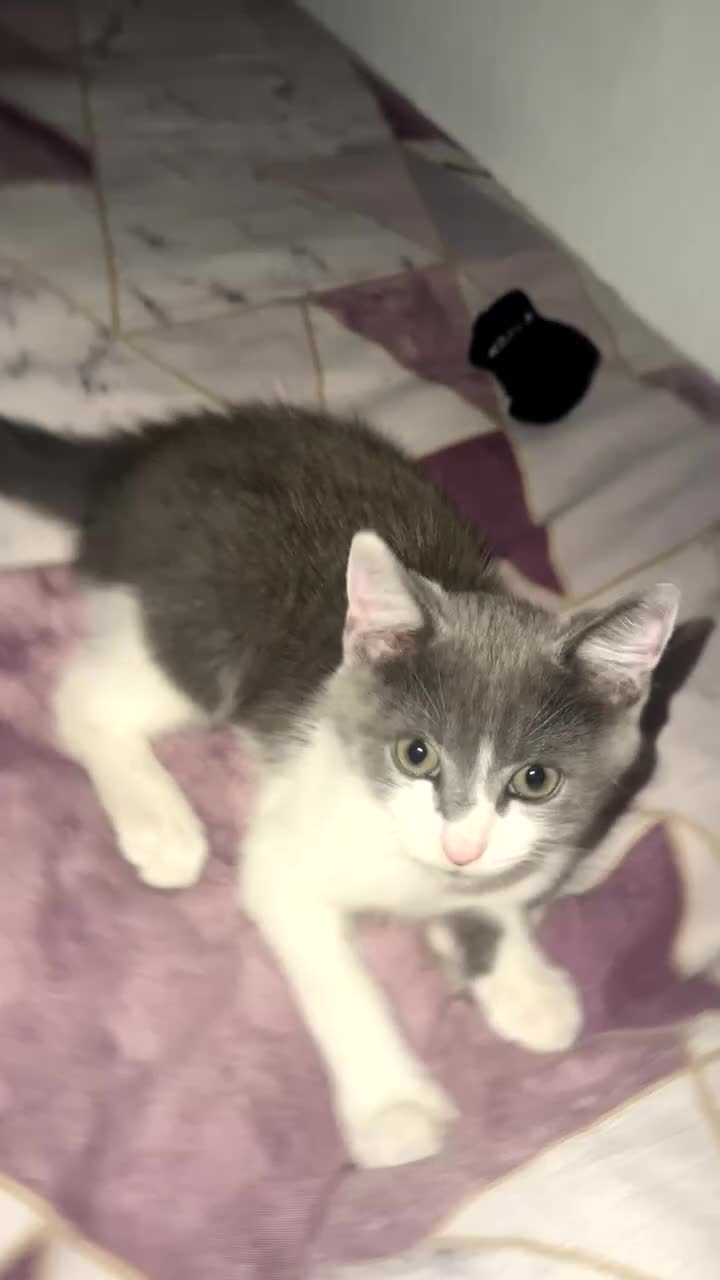 Mixed Breed cats for sale: Kitten for sale in Bradford - Video 1