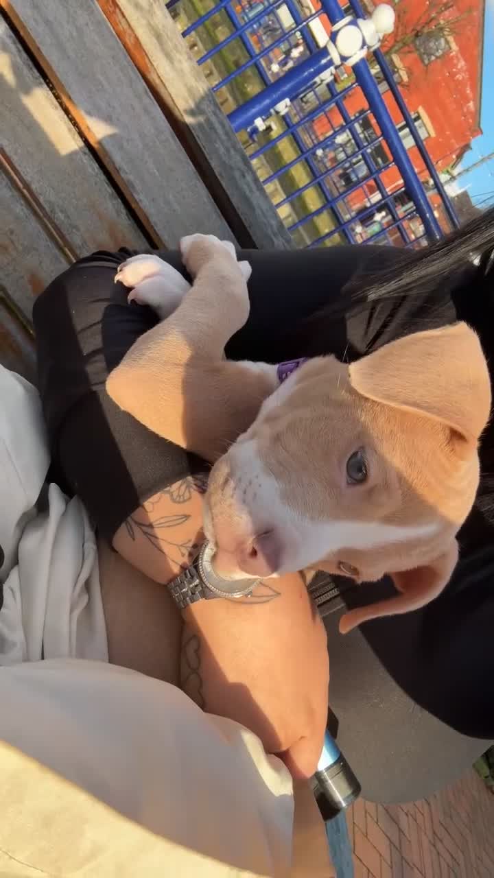 Mixed Breed dogs for sale: Pocket bully mix - Video 1