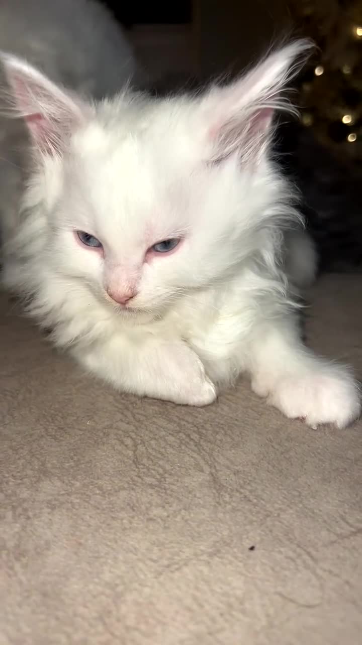 Maine Coon cats for sale: Stunning white and smoke Xl Maine coons (odd eyes) - Video 5