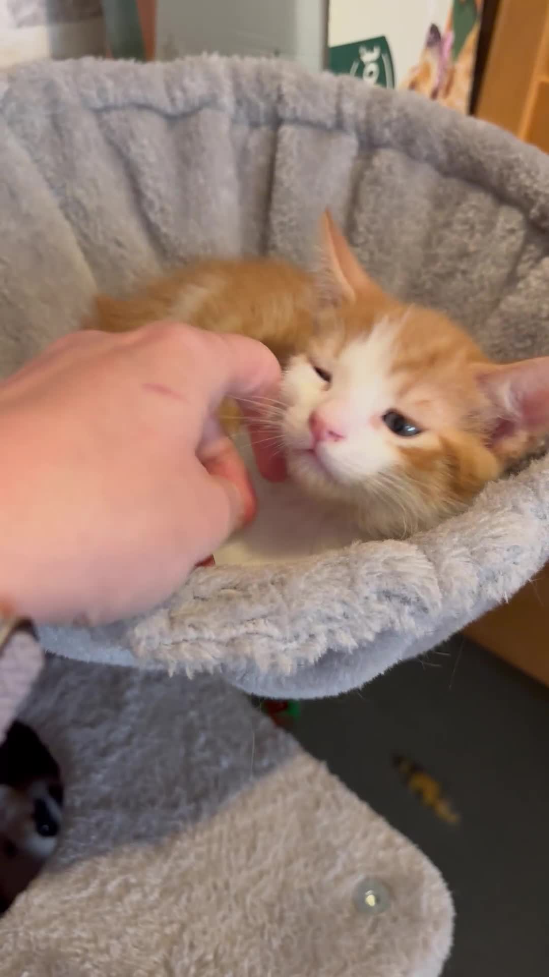 Mixed Breed cats for sale: One ginger female kitten  - Video 1