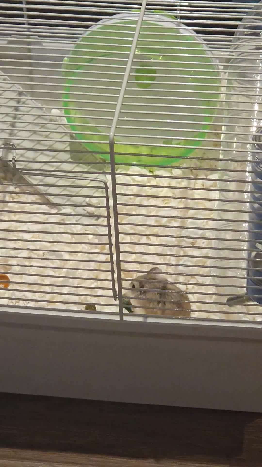 Hamster rodents for sale: Hamster & Full Setup for Sale - Video 4