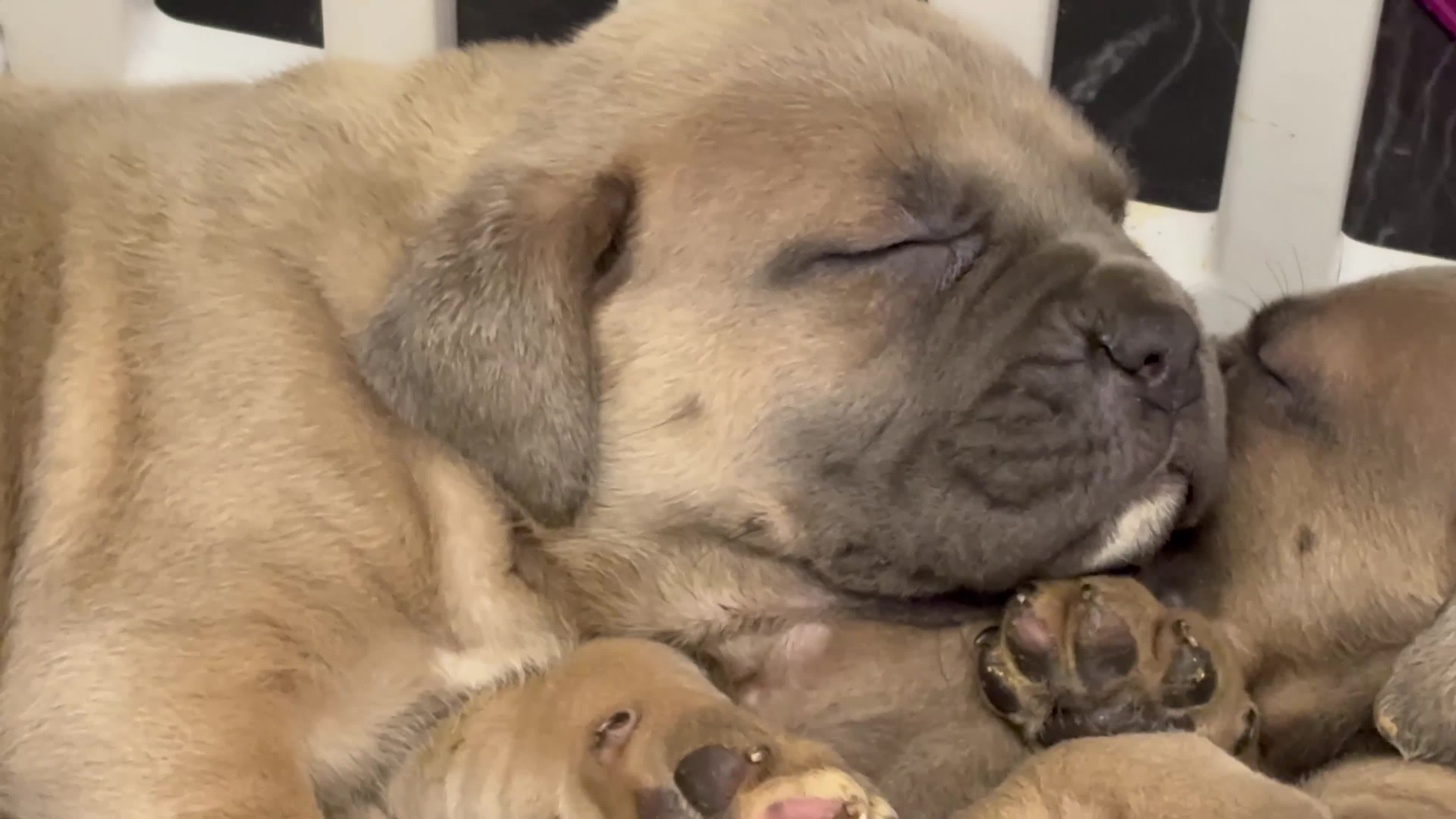 Cane Corso dogs for sale: Cane corso - Video 2