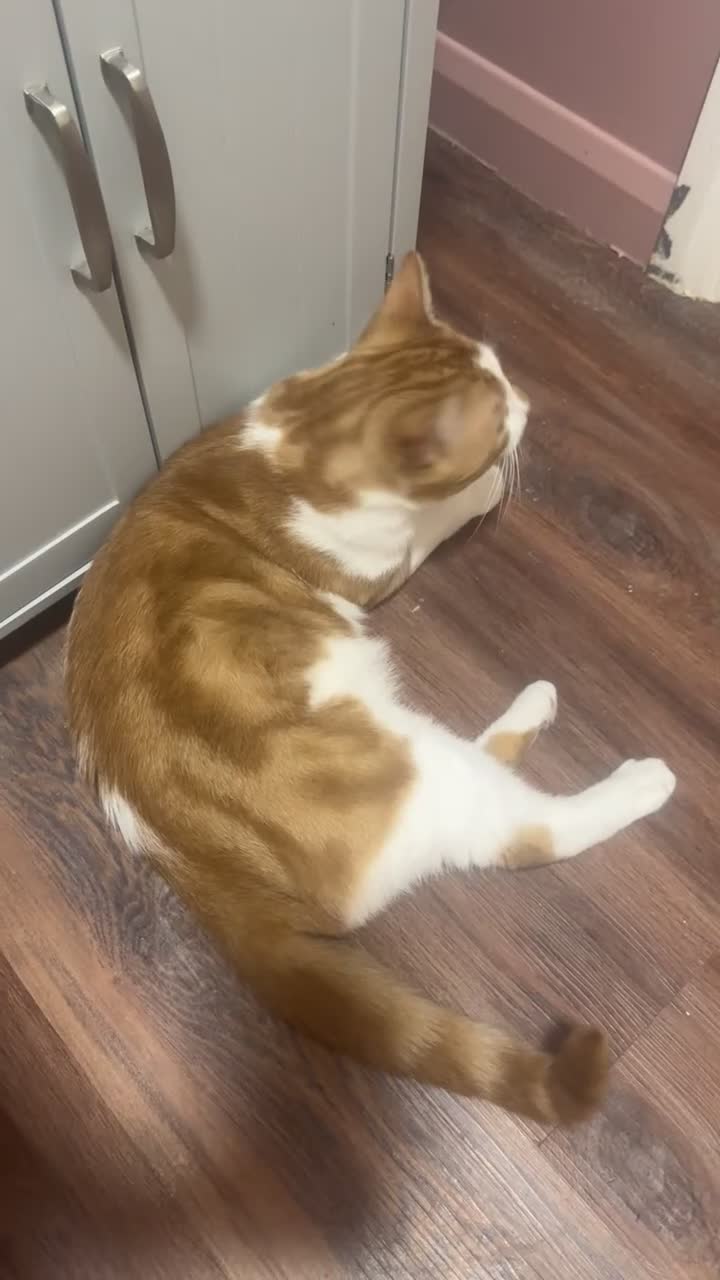 Domestic Shorthair cats for sale: 2 year old boy looking for new family - Video 1