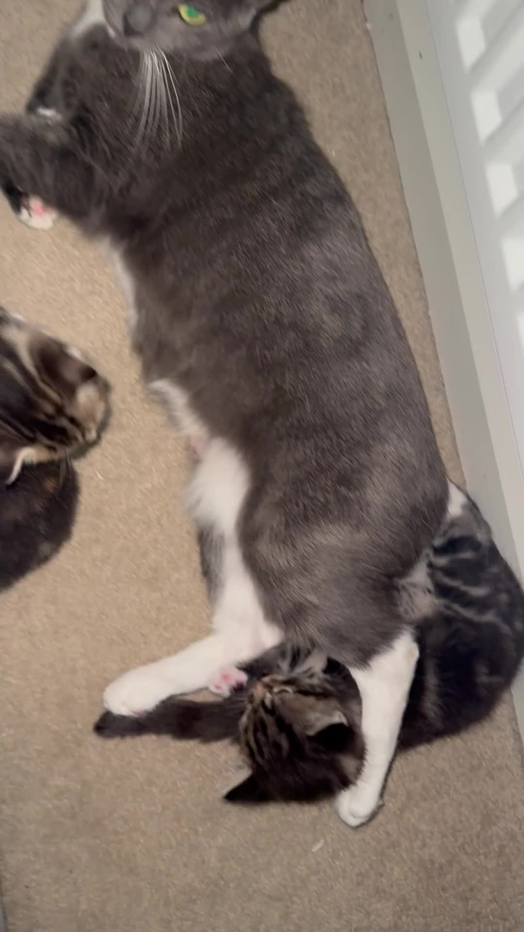 Mixed Breed cats for sale:     Female Kitten❤️ - Video 2
