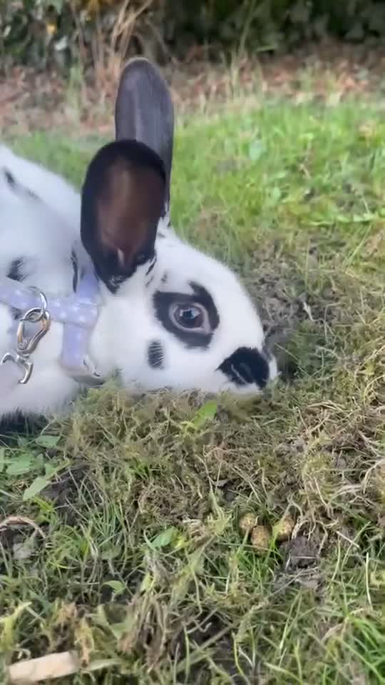 Dutch rabbits for sale: Dutch x old English male rabbit  in Doncaster - Video 1