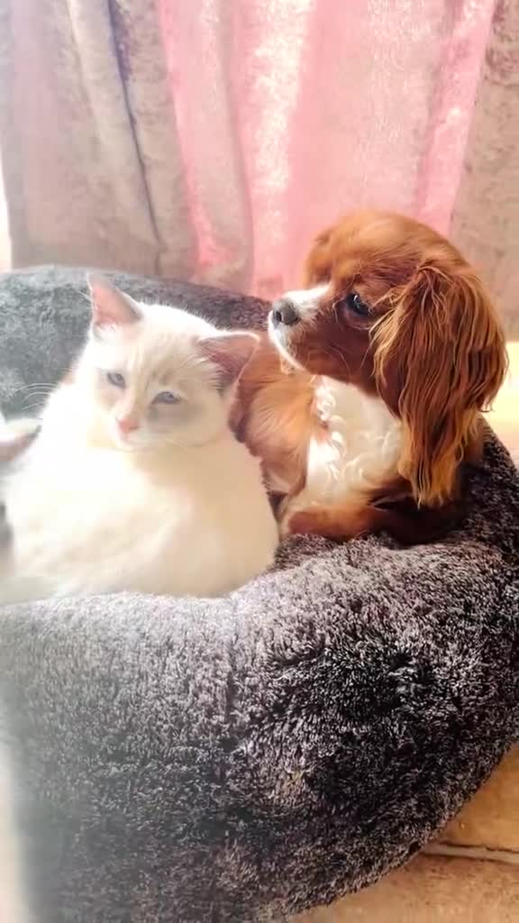 Ragdoll cats for sale: GCCF RAGDOLLS  - Video 1