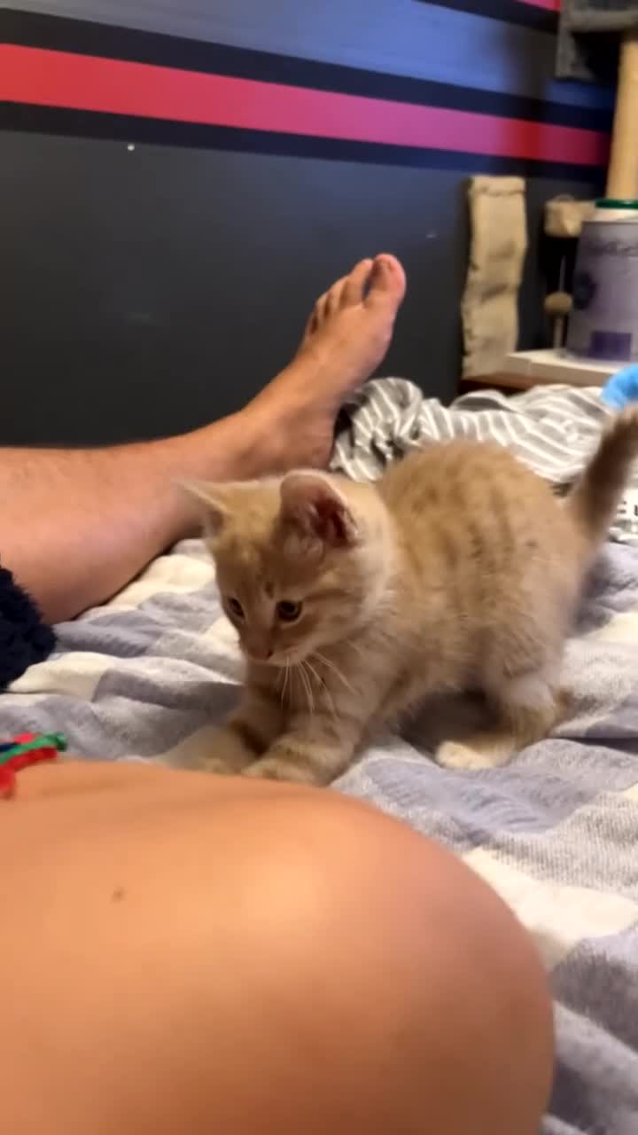 Bengal cats for sale:  beautiful kittens 8 weeks old  - Video 1