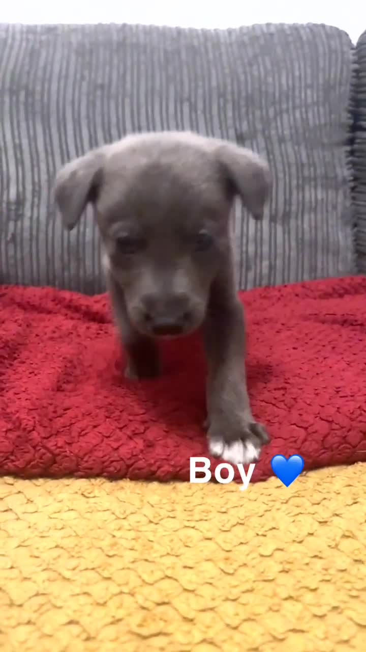 Mixed Breed dogs for sale: Beautiful mixed breed puppies - Video 3