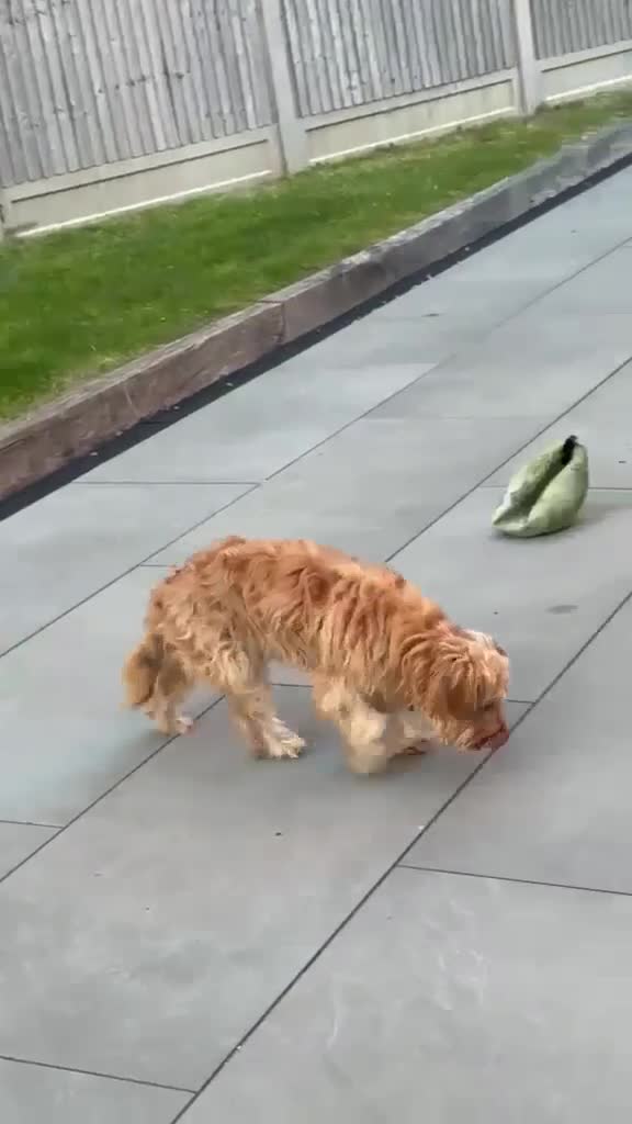 Mixed Breed dogs for adoption: 🥺 teddy needs help 💔❤️ - Video 1