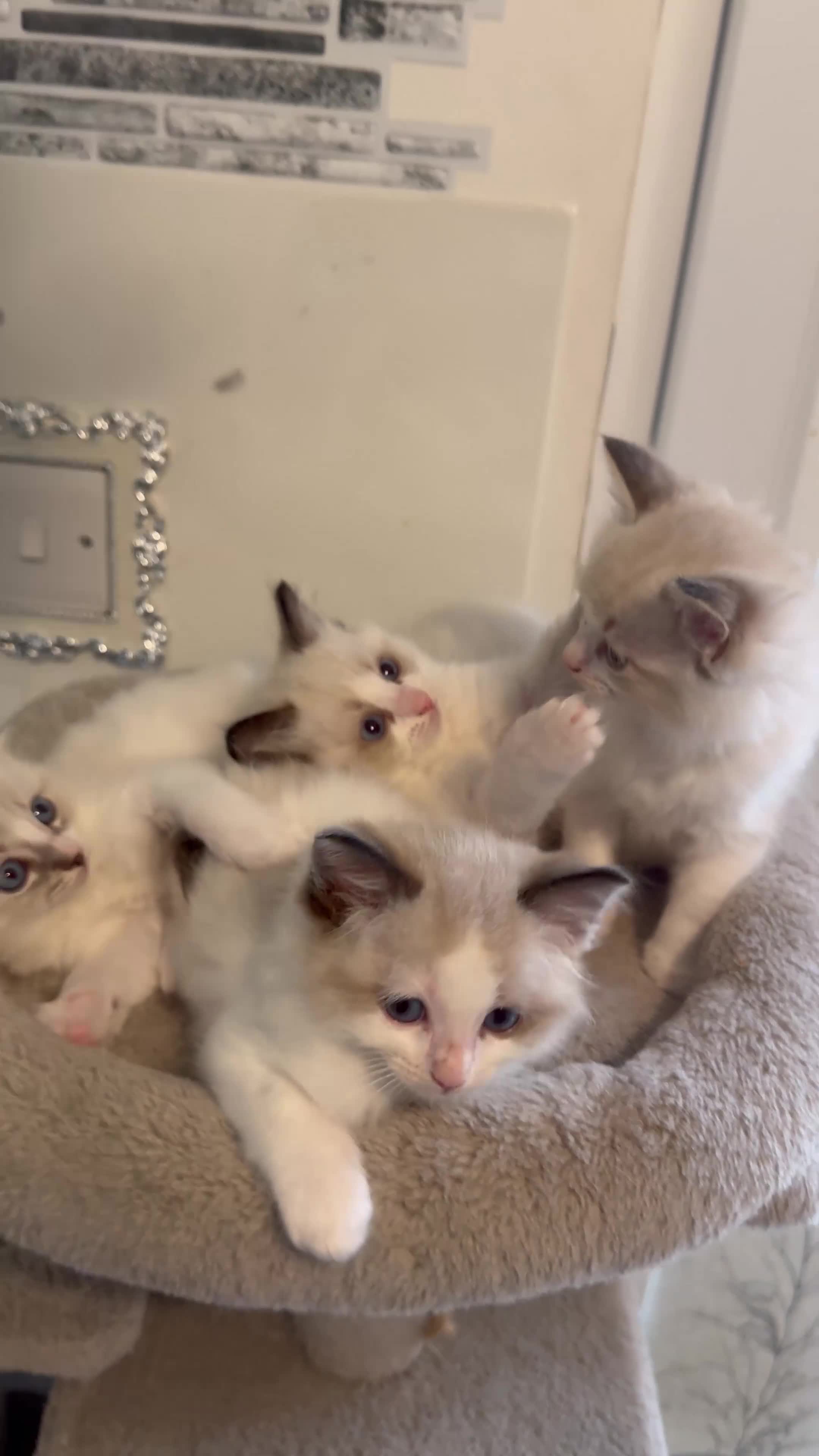 Ragdoll cats for sale: Beautiful Ragdoll Kittens - Video 1