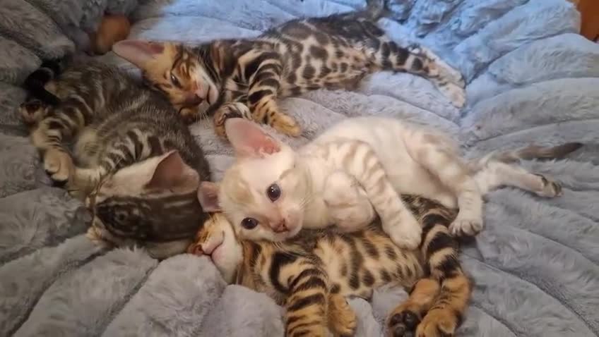 Bengal cats for sale: Stunning Bengal Kittens  - Video 3