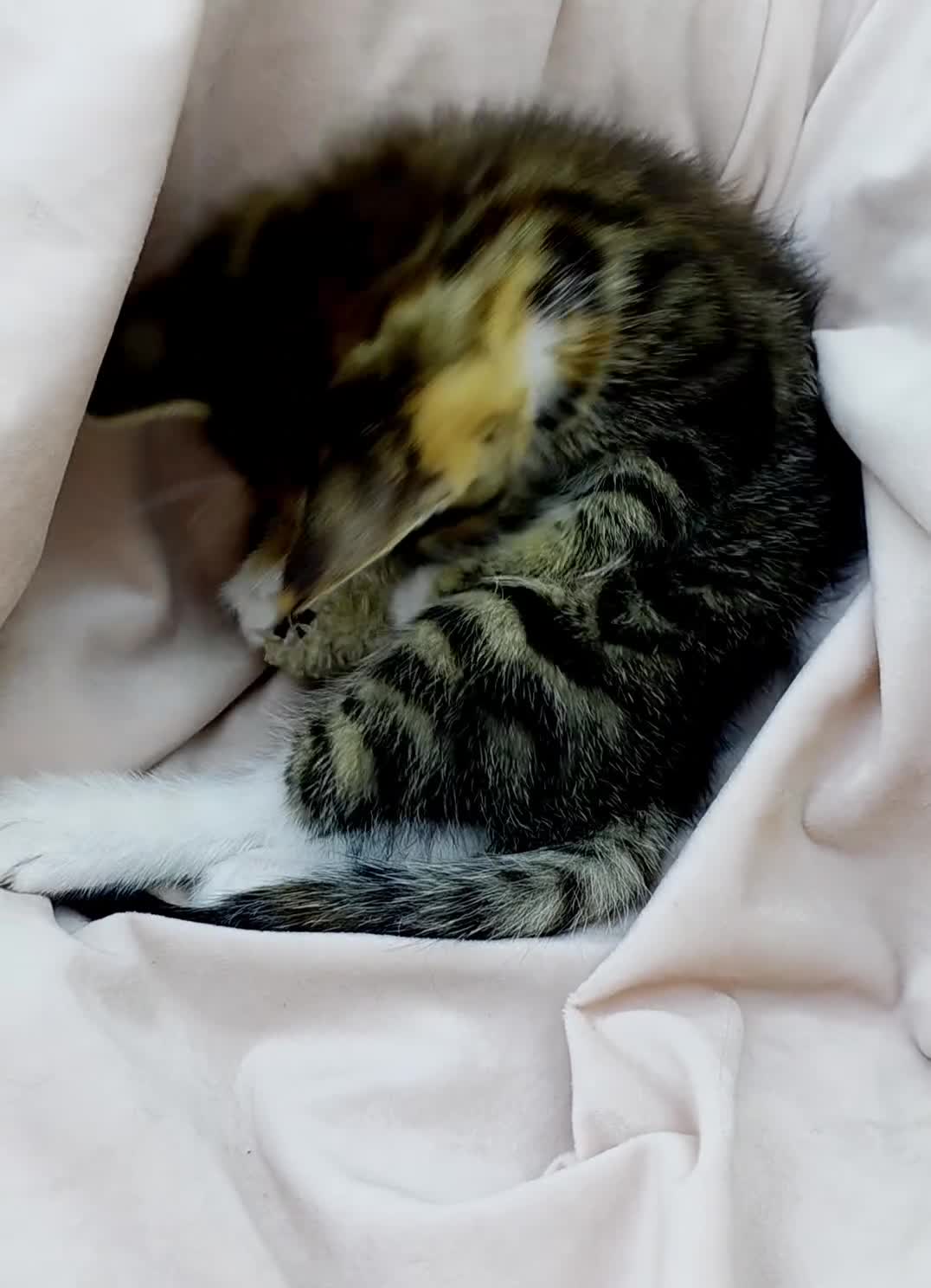 Mixed Breed cats for sale: Maine Coon Cross Kittens Still Available!! - Video 2
