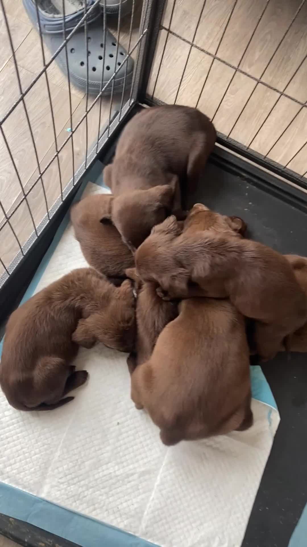 Labrador Retriever dogs for sale: BEAUTIFUL BOYS LEFT ONLY READY 9TH MARCH!!! - Video 2