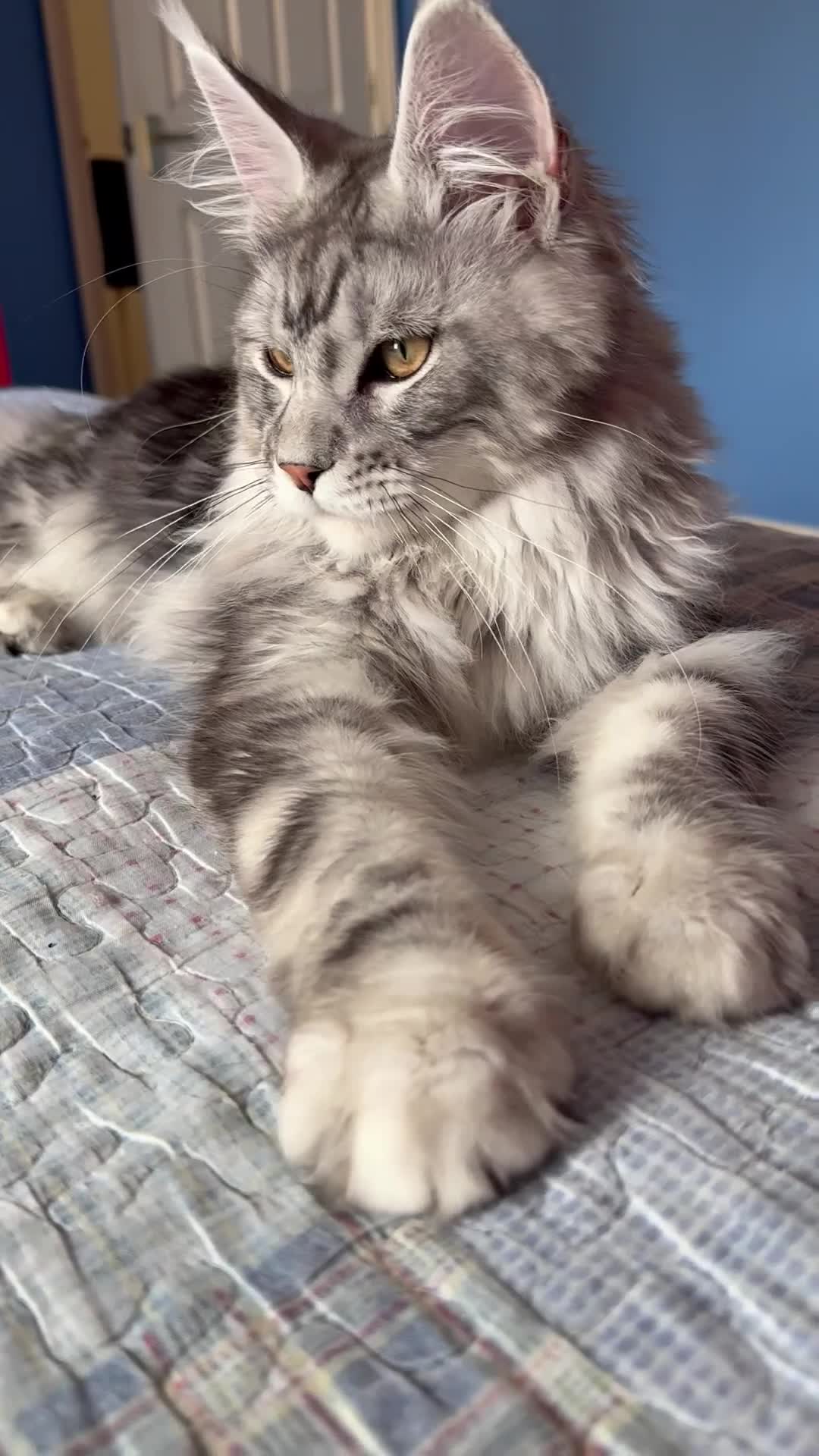 Maine Coon cats for sale: Maine Coon  - Video 2