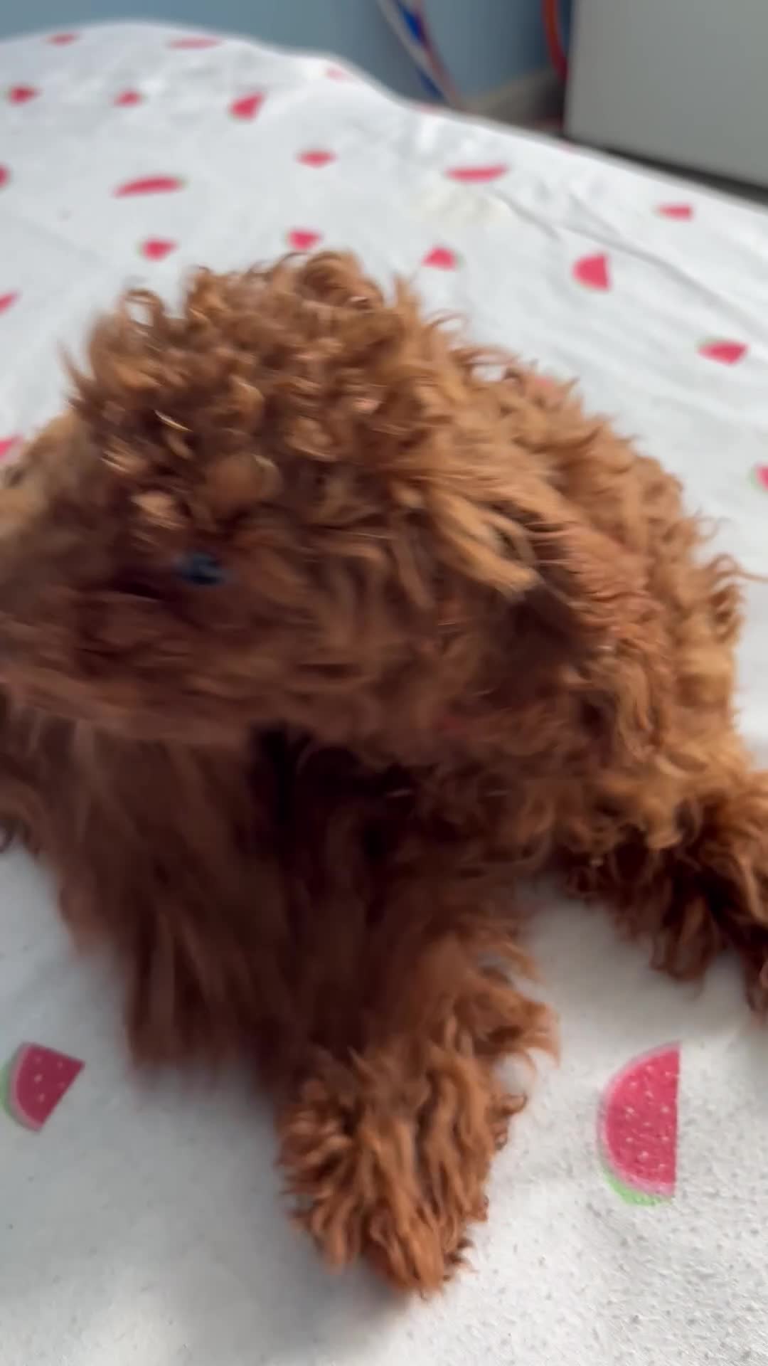 Toy Poodle dogs for sale: Suzie girl looking new house - Video 2
