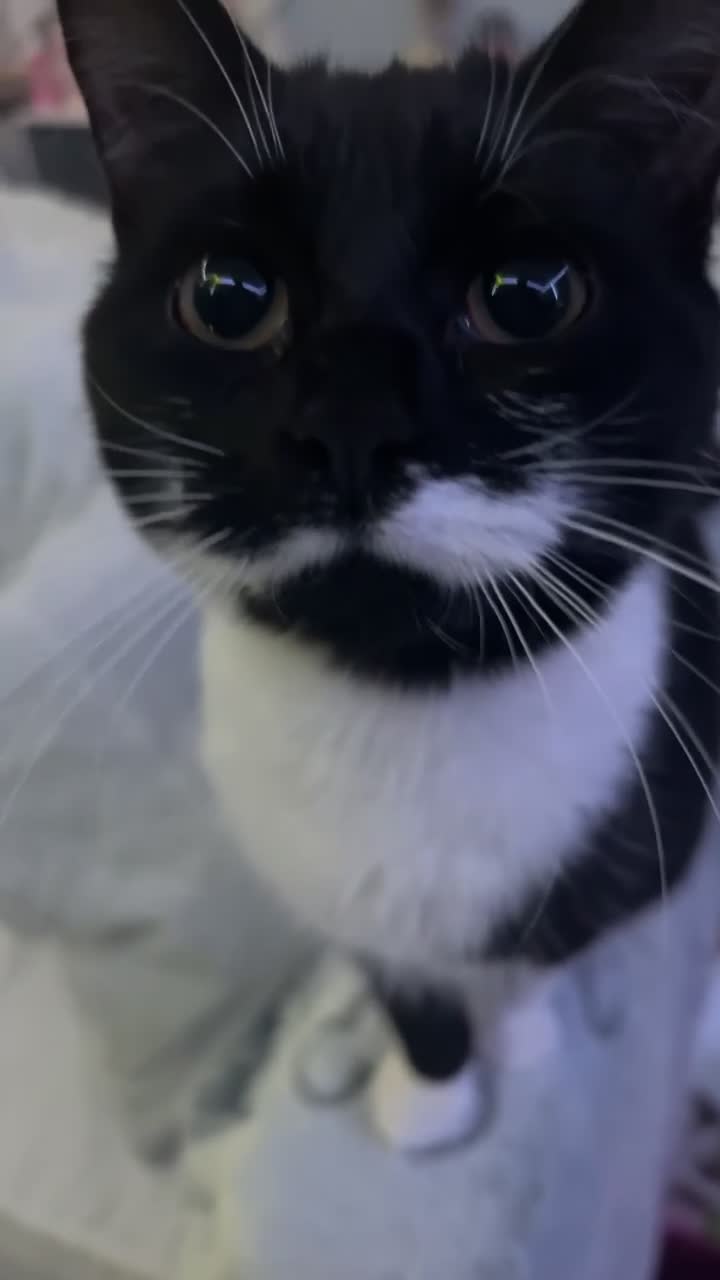 Mixed Breed cats for sale: Black n white kitten  - Video 4