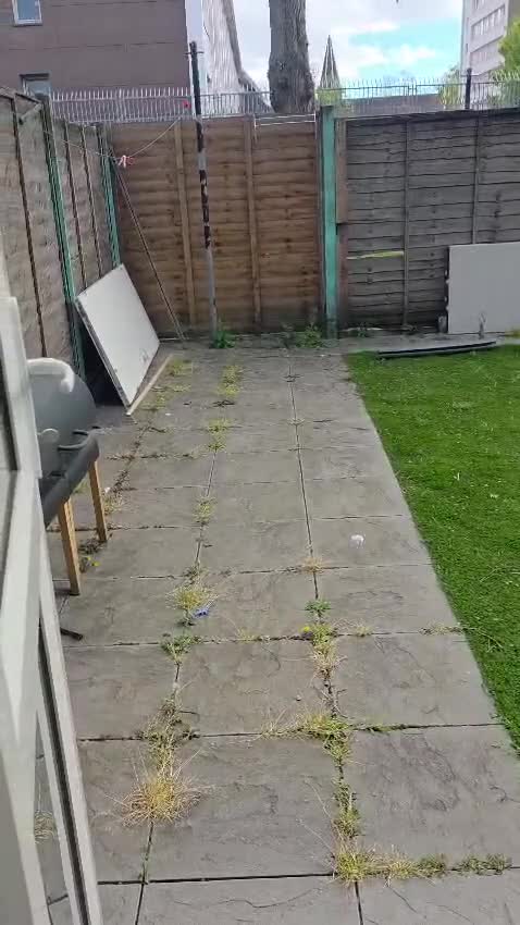 British Longhair cats for sale: Mr Leo - Video 1