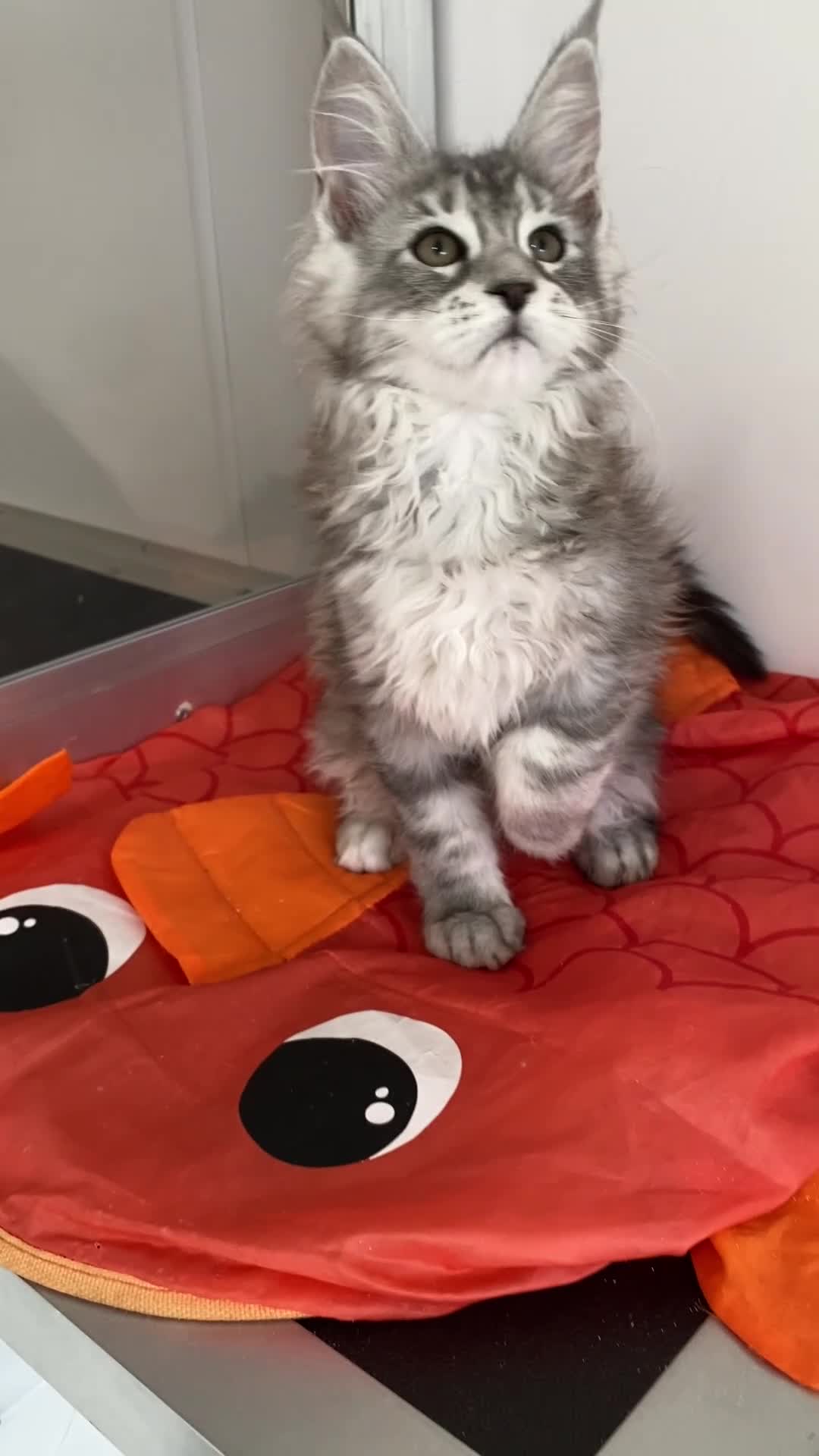 Maine Coon cats for sale: GCCF registered Maine Coons - Video 3