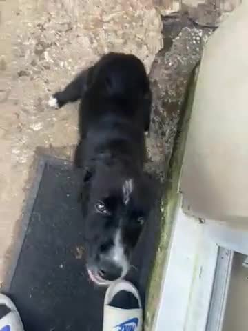 Border Collie dogs for sale: Hello I’m daisy ! 🌼  - Video 1