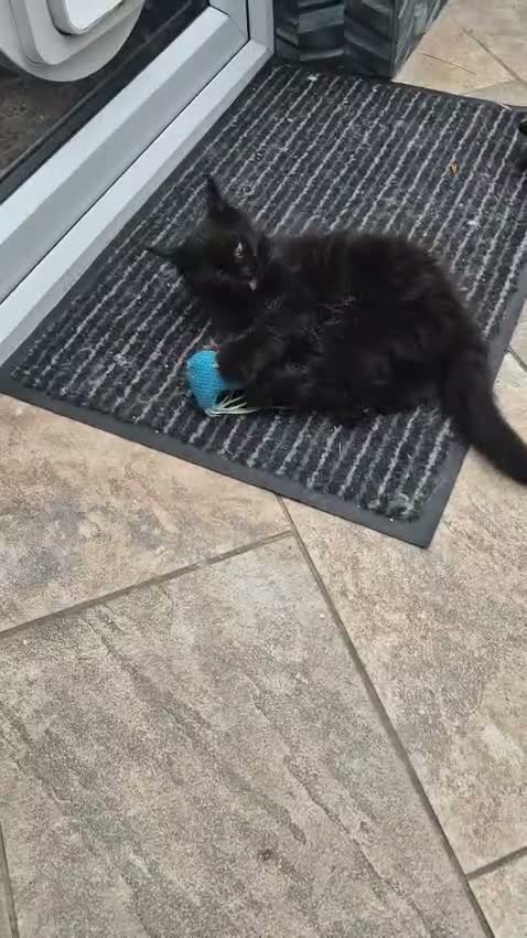 Maine Coon cats for sale: REDUCED XL Stunning full Maine Coon Kittens –  - Video 1