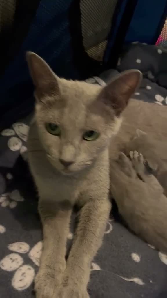 Russian Blue cats for sale: TICA 5* pedigree Russian Blue Kittens - Video 3