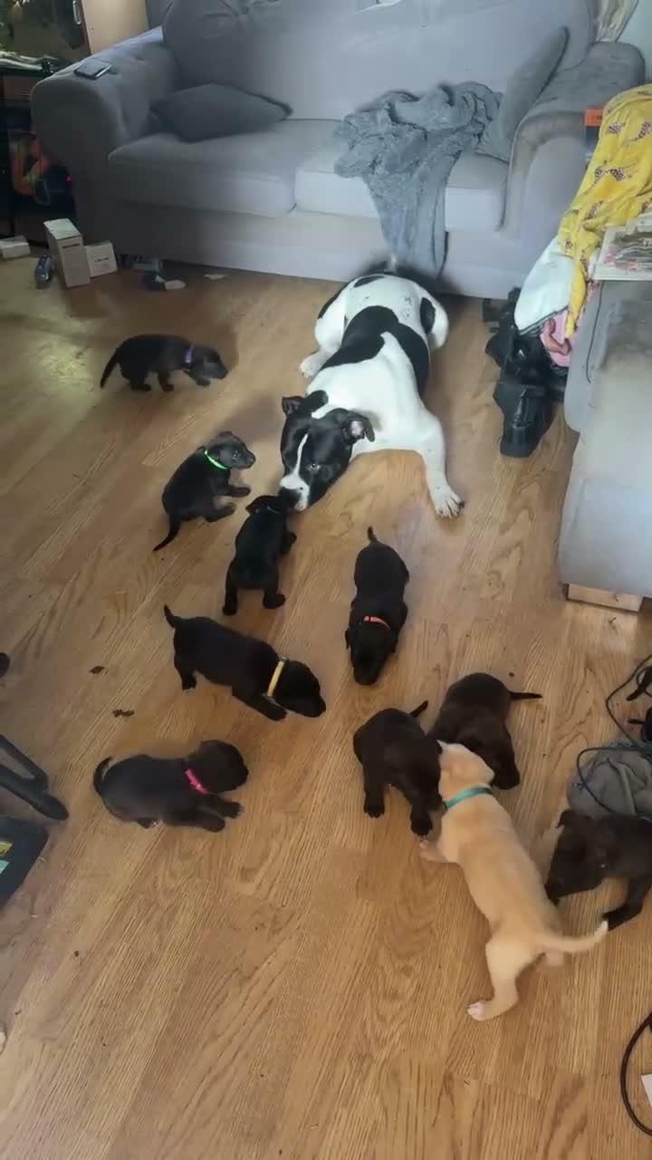Mixed Breed dogs for sale: Mali x American bull dog puppies  - Video 1
