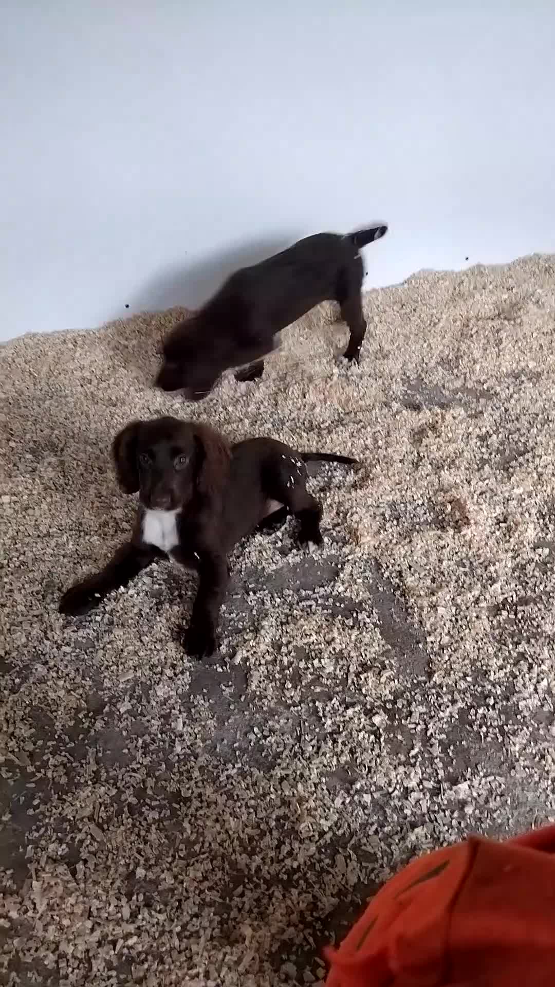 Cocker Spaniel dogs for sale: Fully vaccinated, Working type kc cocker spaniels - Video 1
