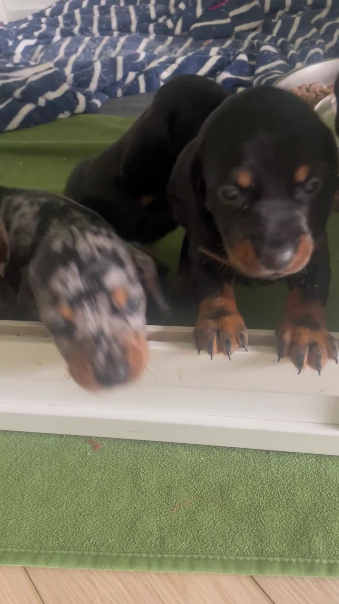 Miniature Dachshund dogs for sale: Ready for new homes Mini Dachshund  - Video 2