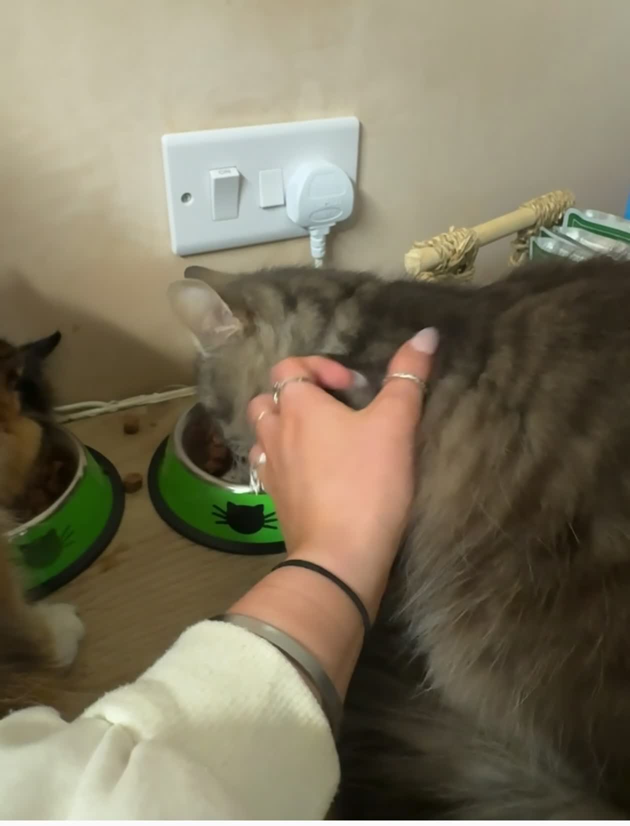 Mixed Breed cats for sale: 2 year old Rag doll mixed male  - Video 2