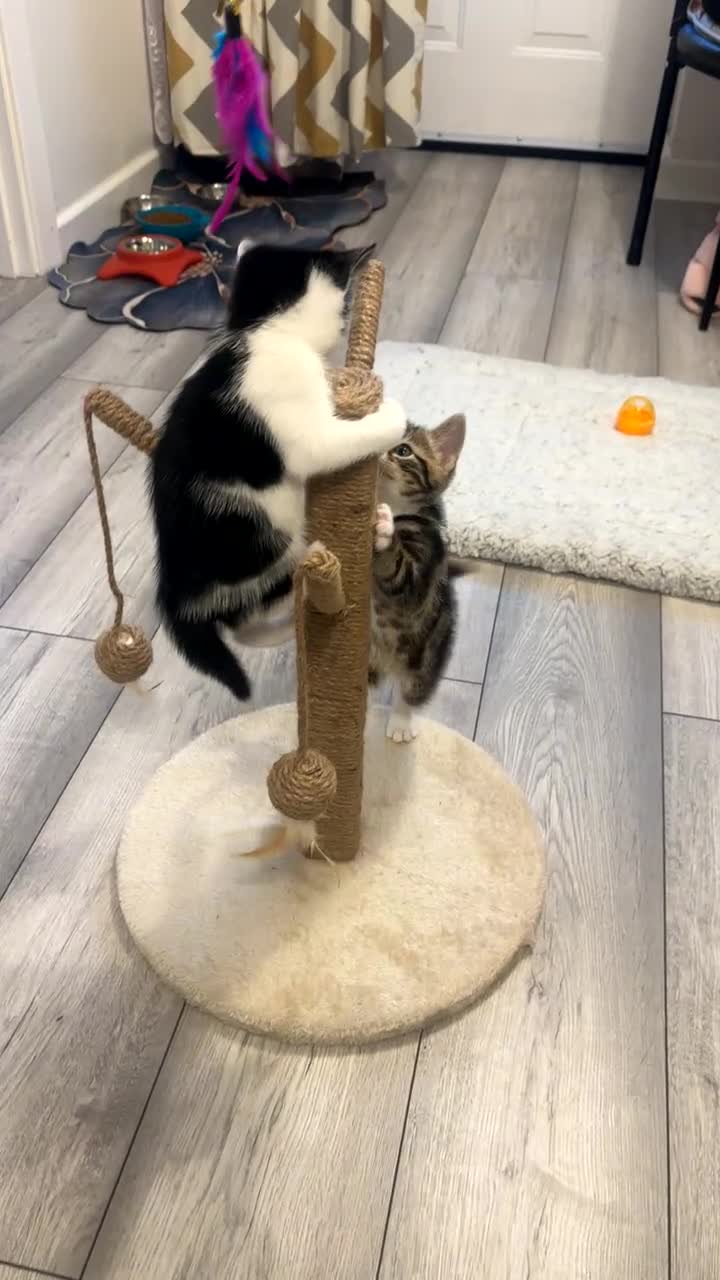 American Shorthair cats for sale: Kittens for sale  - Video 2