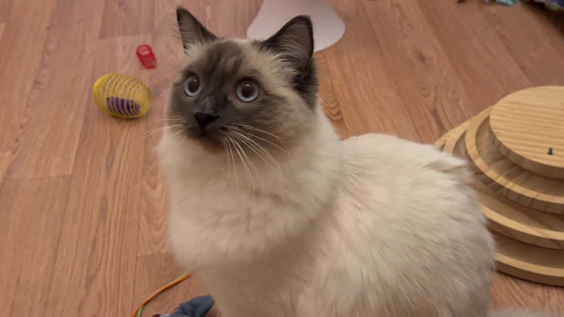 Ragdoll cats for sale: GCCF REGISTERED Ragdoll Kitten Blue Colourpoint - Video 4