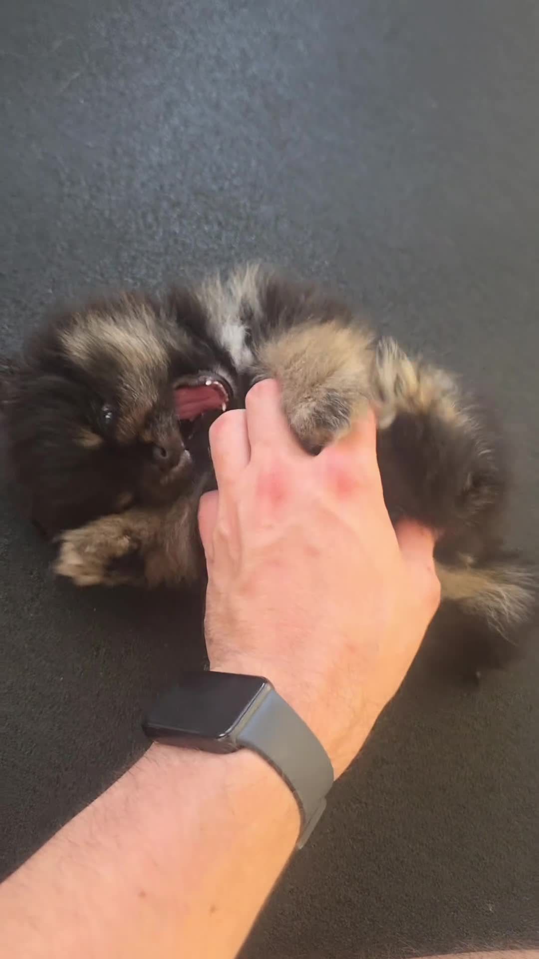 Pomeranian dogs for sale: Beautiful Black & Tan Teddy Bear Pomeranian Puppy  - Video 4