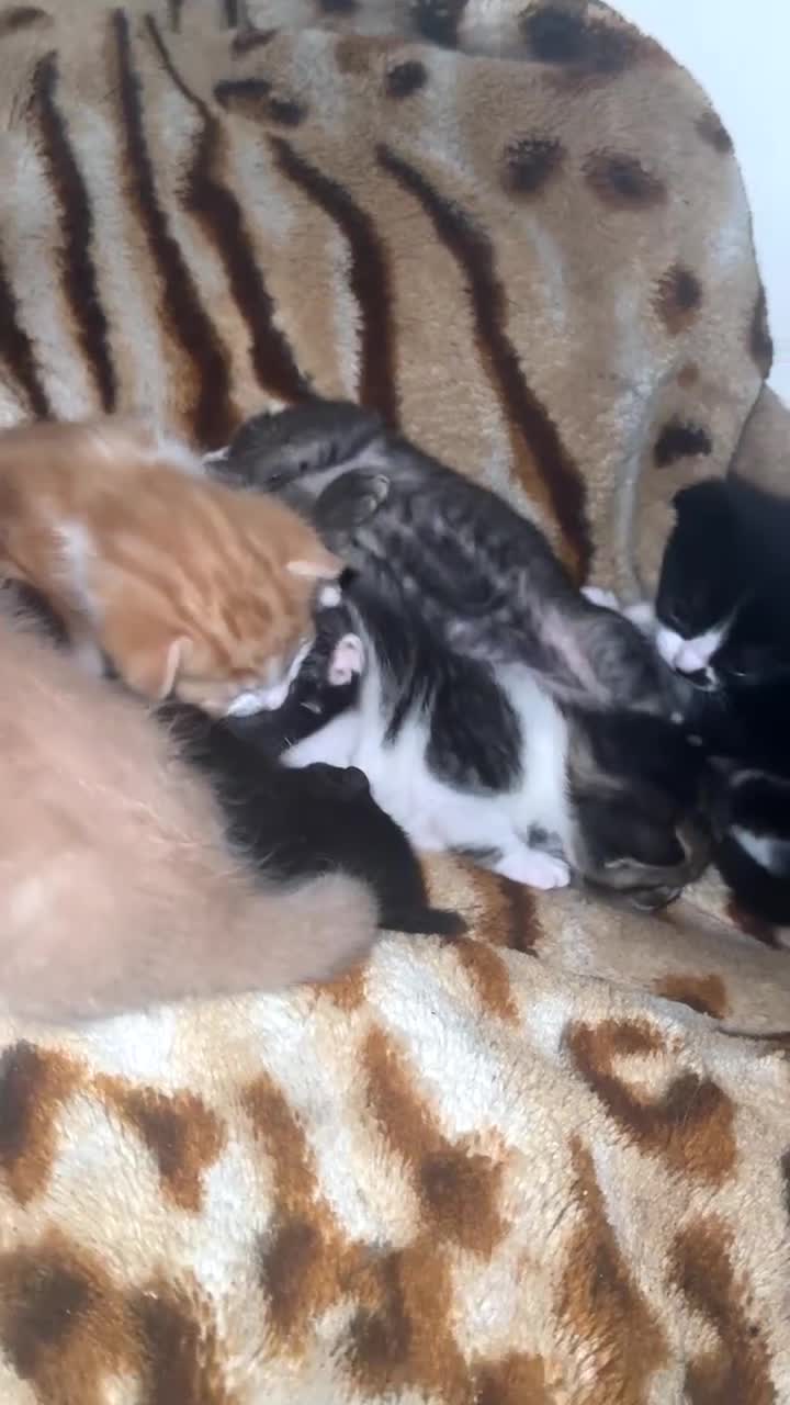 British Shorthair cats for sale: Adorable Tabby & Calico Kittens Ready Soon 🐾 - Video 1
