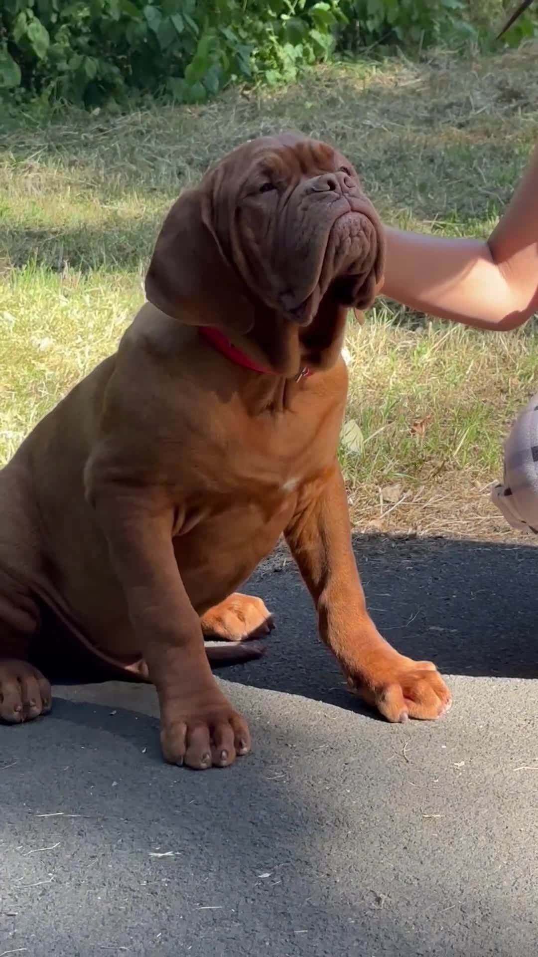 Dogue De Bordeaux dogs for sale: Amazing show quality puppies available ! - Video 5