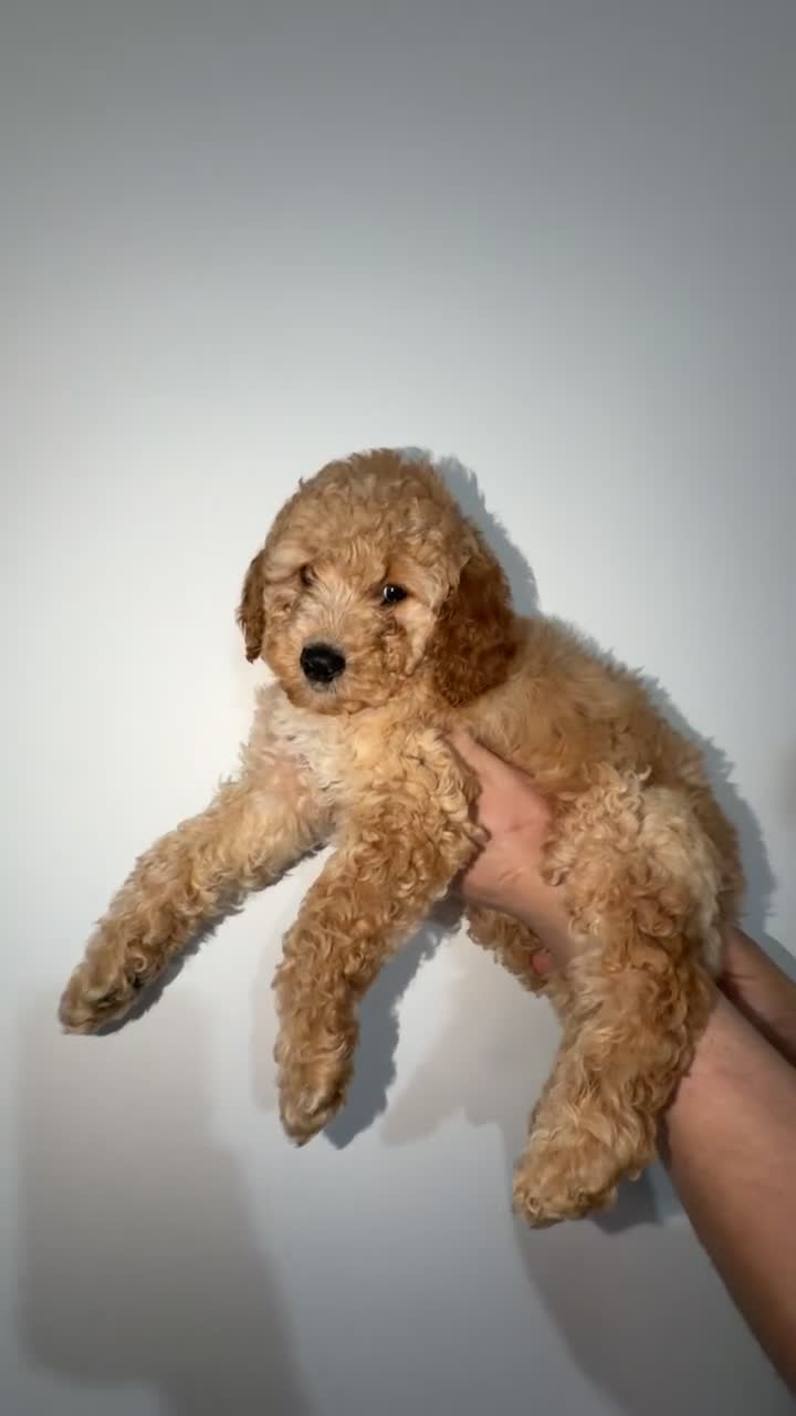 Cavapoo dogs for sale: Cavapoo puppies ready to leave  - Video 1