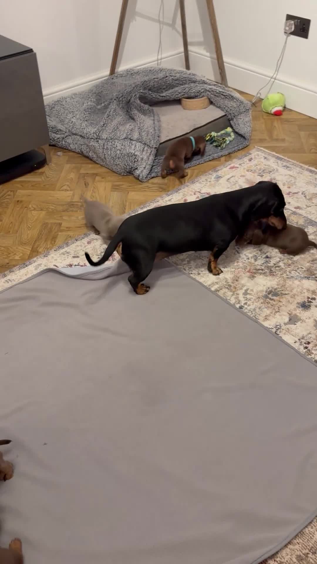 Miniature Dachshund dogs for sale: Miniature dachshund puppies  - Video 3