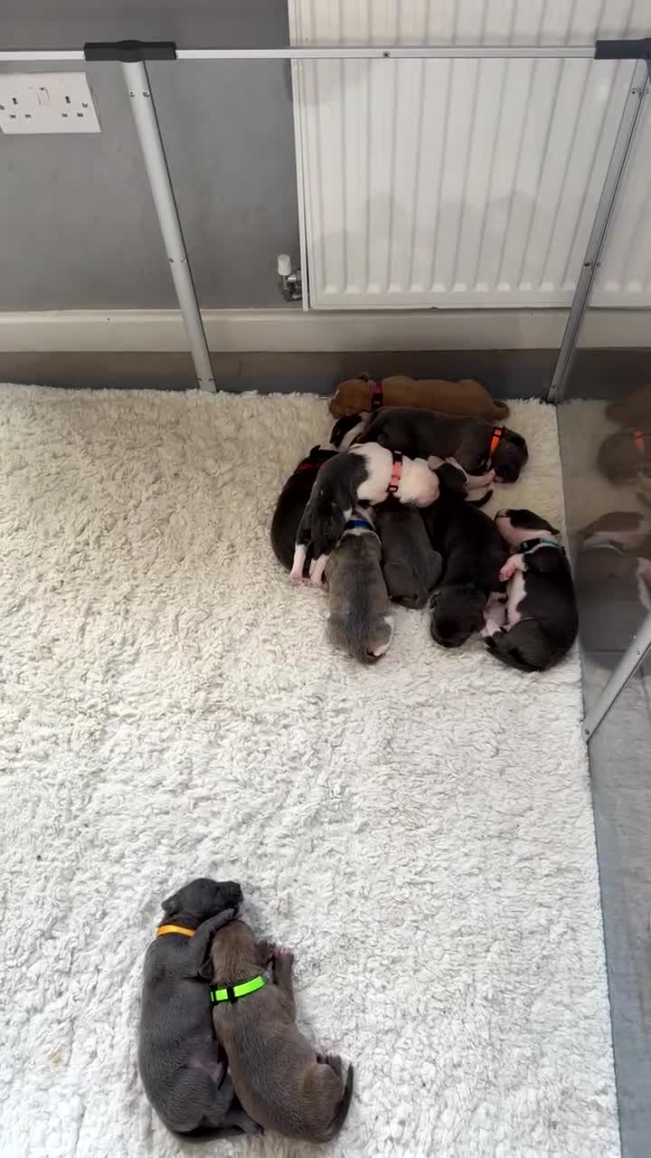 Mixed Breed dogs for sale: Staffy x mastiff mix  - Video 2