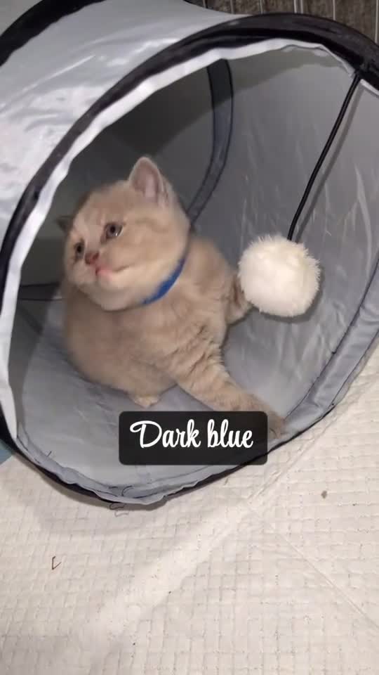 British Shorthair cats for sale: Champions bloodline British Shorthair Kittens! 🐾  - Video 2