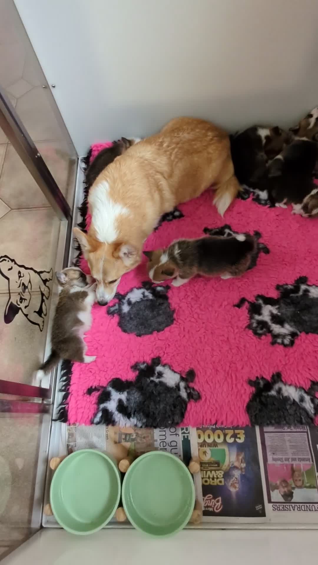 Welsh Corgi Pembroke dogs for sale: Champion line corgi puppies health tested parents  - Video 1