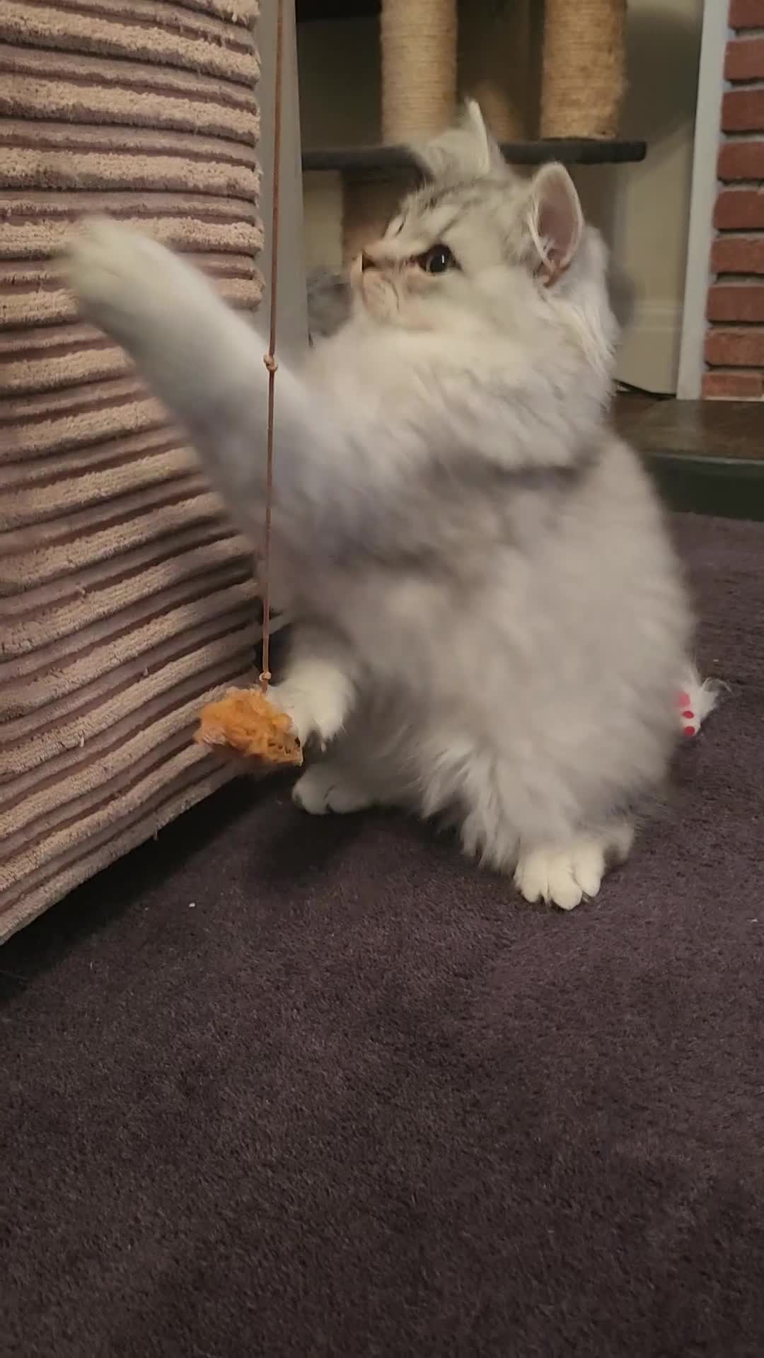 British Longhair cats for sale: Silver shaded soft british longhair male - Video 1