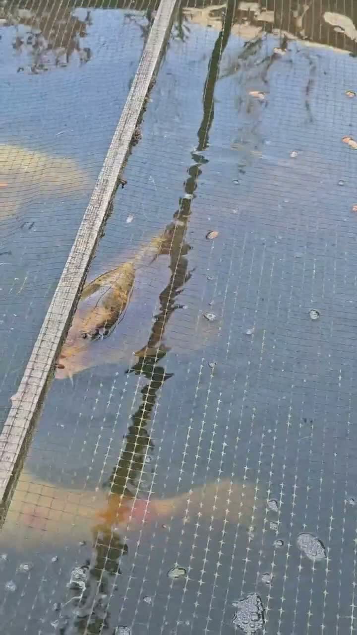 Koi Carp fish for sale: KioCarp  in Corby - Video 1