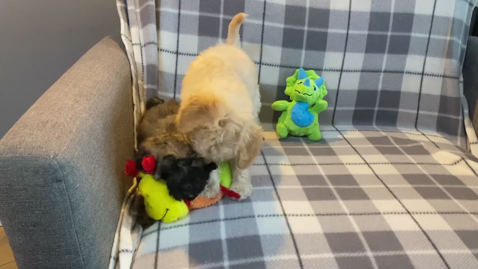 Cavapoo dogs for sale: 💖 Top Quality F1B Cavapoo Puppies DNA TESTED 💖 - Video 5