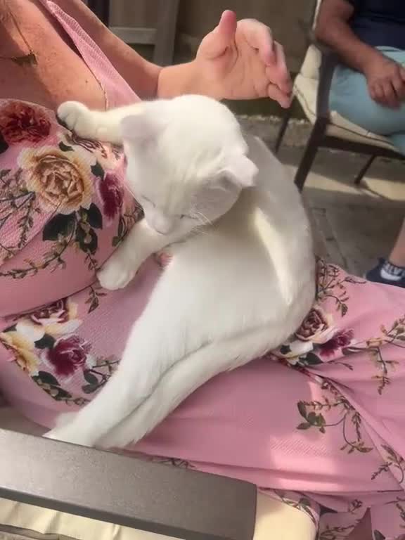 Scottish Fold cats for sale: Pure white Scottish Fold Dobby & odd eye Cyclops  - Video 5